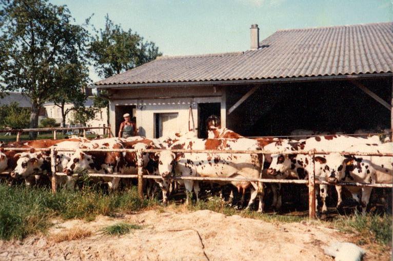 La traite des vaches dans le centre de Goderville